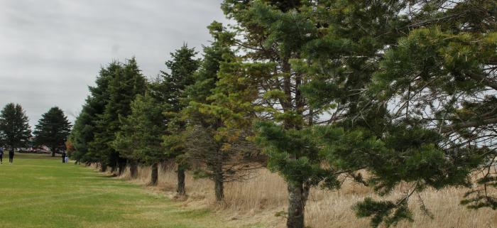 white fir