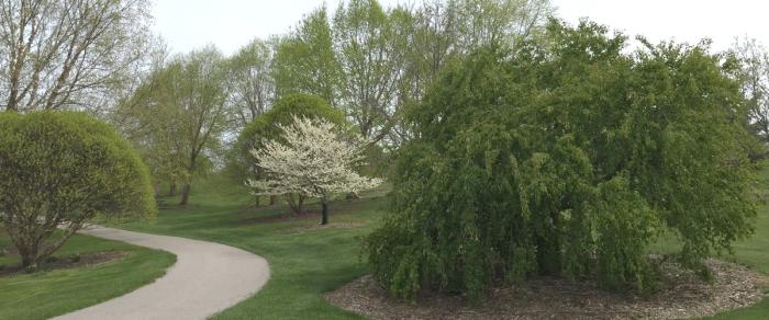 trees trees