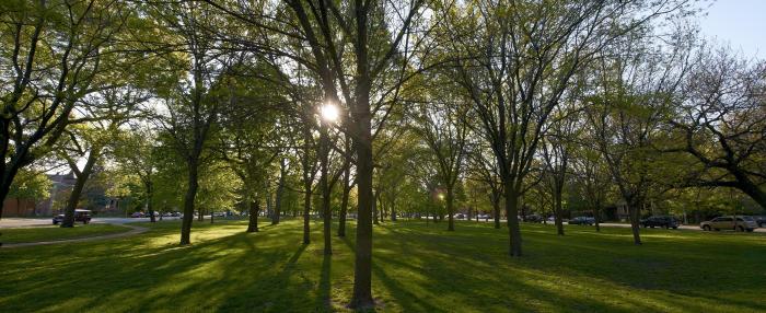 trees