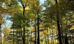 trees trees