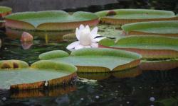 Pond at Ghent University Botanical Gardens Lillys at Ghent University